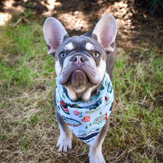Chasin' Tail Dog Designs Oregon Print Bandana, Large