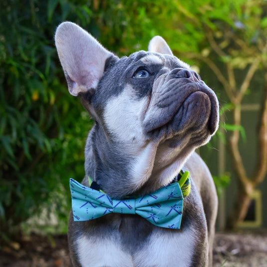 Chasin' Tail Dog Designs PDX Carpet Bow Tie