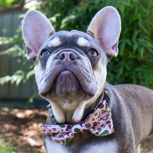 French bulldog bow tie best sale