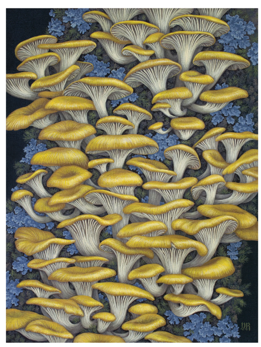 Vasilisa Romanenko Yellow Oyster Mushrooms Notecard