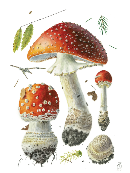 Alexander Viazmensky Amanita Muscaria Notecard
